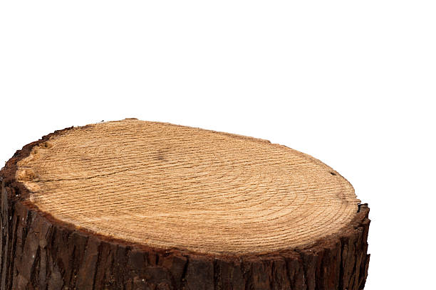 istock top of stump log 505210912