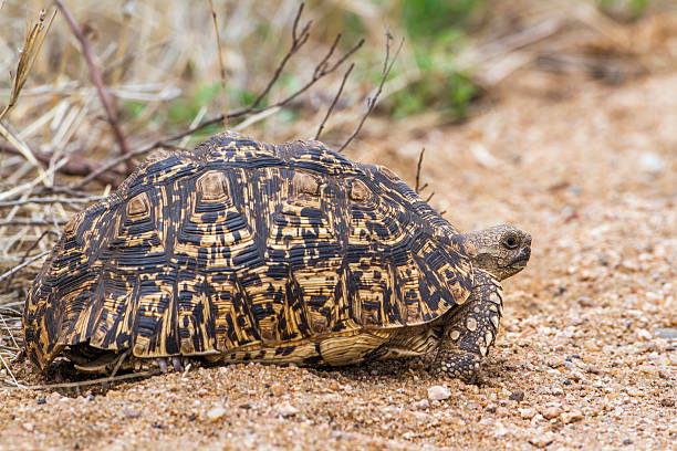 istock Leopard tortoise in Kruger National park 505211542