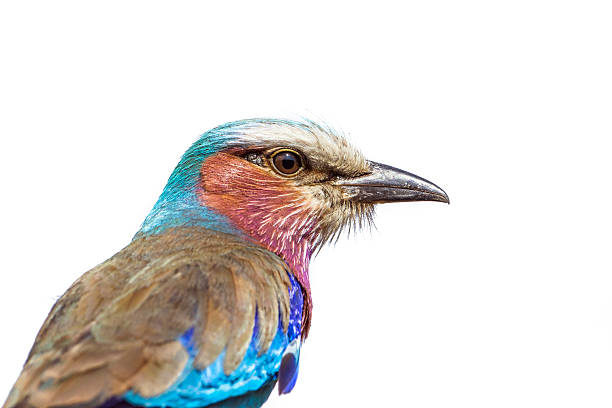 istock Lilac-breasted roller in Kruger National park 505211746