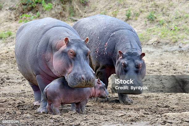 Hippo Stock Photo - Download Image Now - Africa, Animal, Animal Wildlife