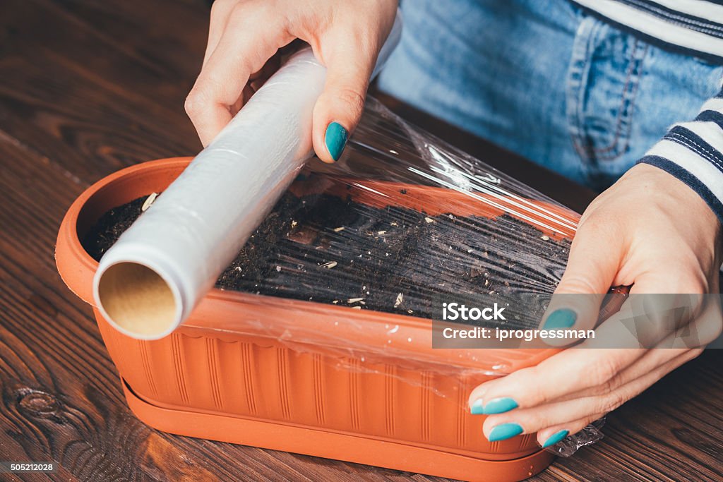 Women's hands with bright manicure is covered of plastic wrap Women's hands with bright manicure is covered of plastic wrap seeds and soil in a pot for growing plants Home Interior Stock Photo