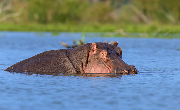 istock Hippo in the water 505212300