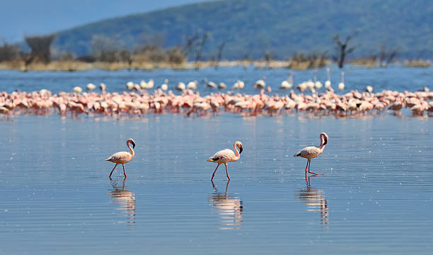 istock Pink flamingos in water 505212420