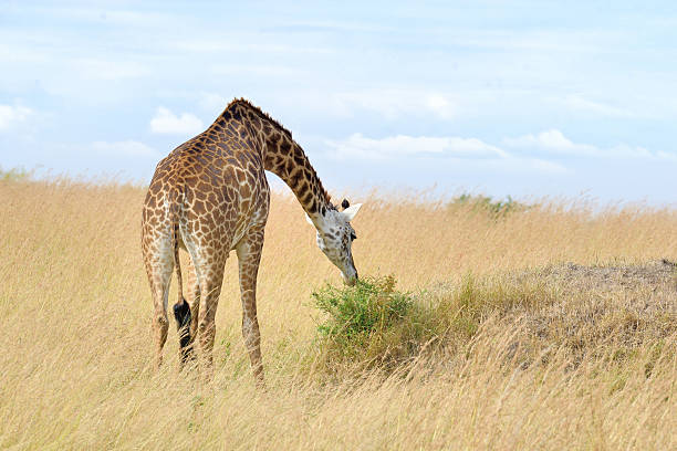 żyrafa w parku narodowym kenii - brindled zdjęcia i obrazy z banku zdjęć