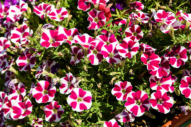 istock Magenta Petunia Flowers 505212980