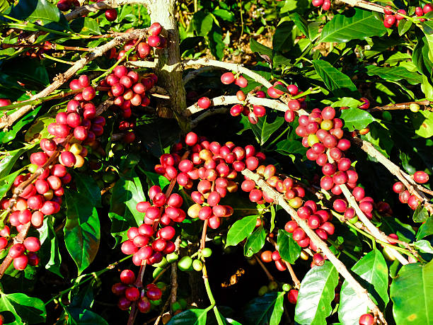 grano de café ripening de árbol con la luz del sol. - kona coffee fotografías e imágenes de stock