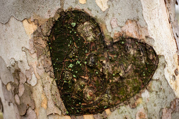 istock Heart shape of love on a tree in the forest 505213090