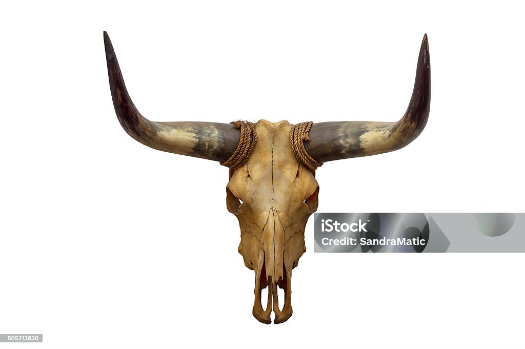 Tête crâne de taureau - Photo de Taureau libre de droits