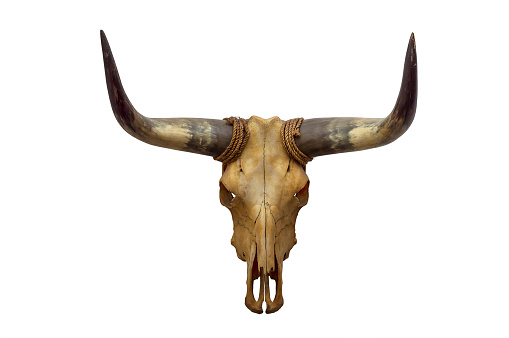 Head skull of bull isolated on white background