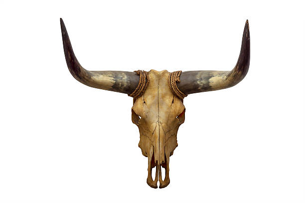 Head skull of bull Head skull of bull isolated on white background animal skull cow bull horned stock pictures, royalty-free photos & images