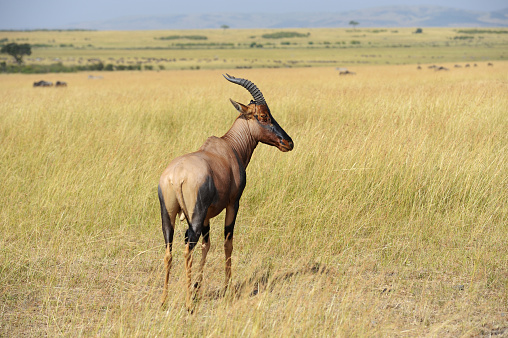 Topi Antelope (Damaliscus lunatus) in Kenya's Masai Mara Reserve