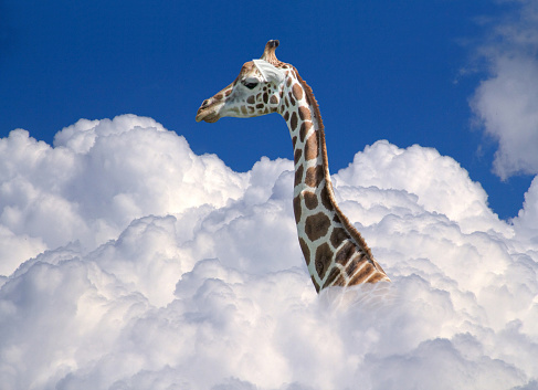 head of a giraffe above white clouds in front of blue sky