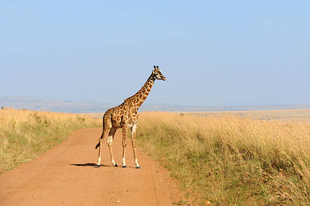 istock Giraffe in National park of Kenya 505214162