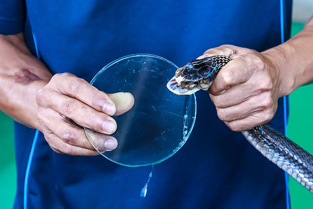 istock Poison drops of a snake cobra on glass 505214392