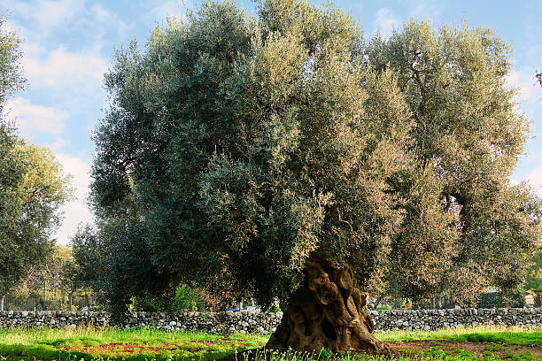 Olive tree in apulia countryside (Italy) Olive tree in apulia countryside (Italy) alberobello photos stock pictures, royalty-free photos & images