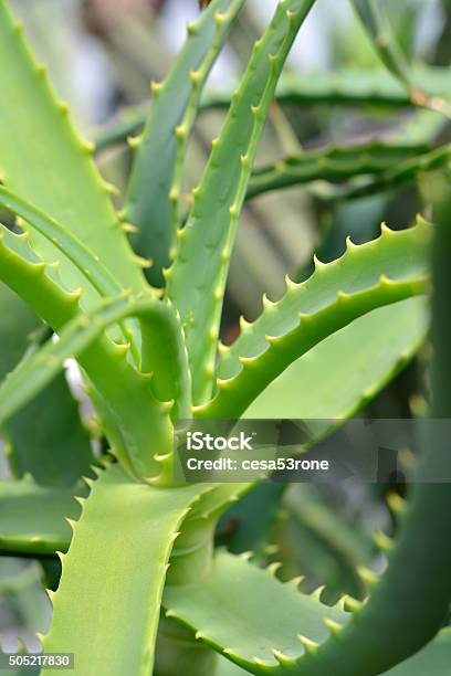 Aloe Closeup Stock Photo - Download Image Now - Abstract, Aloe, Botany