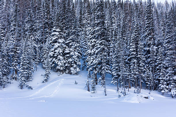 istock Snowy Trees Line Dream Lake in Winter 505218130