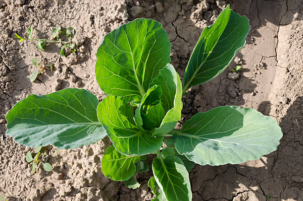 istock Growing bio vegetables in the northern Bulgaria 505218974