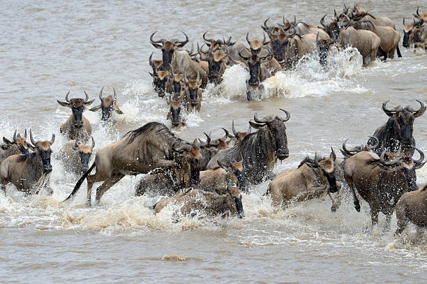 istock Wildebeest crossing the Mara river 505219176