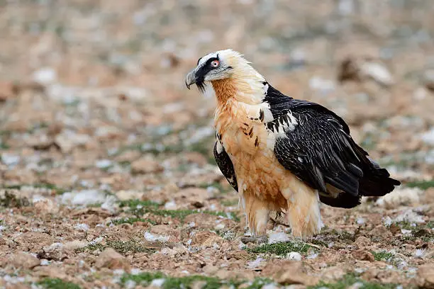 Lammergeier standing on the ground.