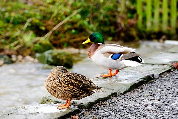 istock Sunlight on a pair of Ducks 505221300
