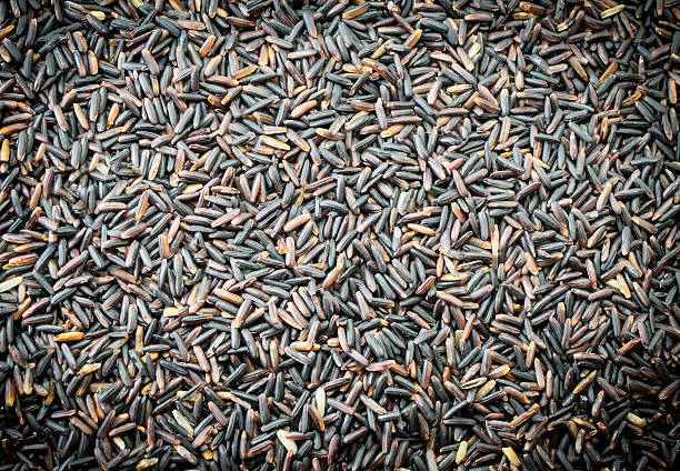 istock Black rice Thailand (Berry rice), organic rice 505221660