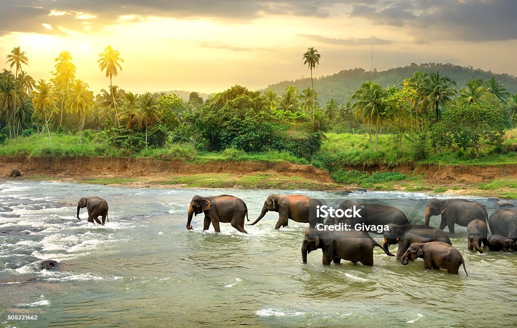 Elephants in river Herd of elephants walking in a jungle river Sri Lanka Stock Photo