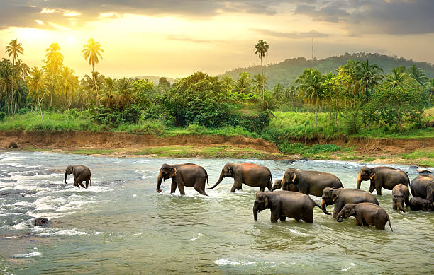 Elephants in river Herd of elephants walking in a jungle river animal nose photos stock pictures, royalty-free photos & images
