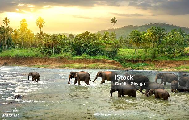 Elephants In River Stock Photo - Download Image Now - Sri Lanka, Elephant, Animal
