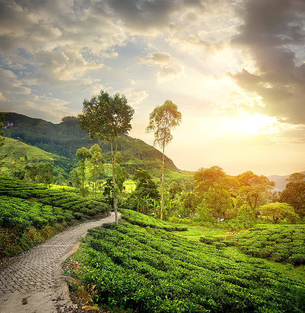 Green tea plantations Green tea plantations in Nuwara Eliya and clouds nuwara eliya stock pictures, royalty-free photos & images