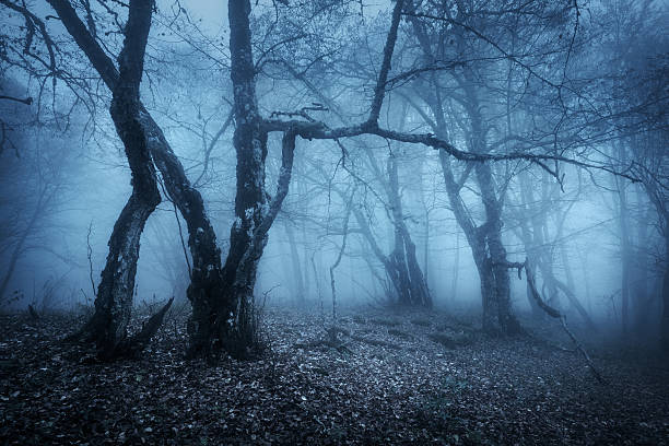 istock Magic tree in mysterious autumn forest in blue fog 505222924