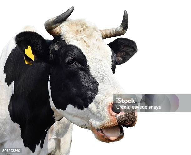 Cow Isolated On White Stock Photo - Download Image Now - Animal Hair, Cow, Domestic Cattle