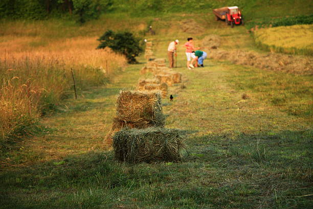 istock People work in a field,hay bales 505228145