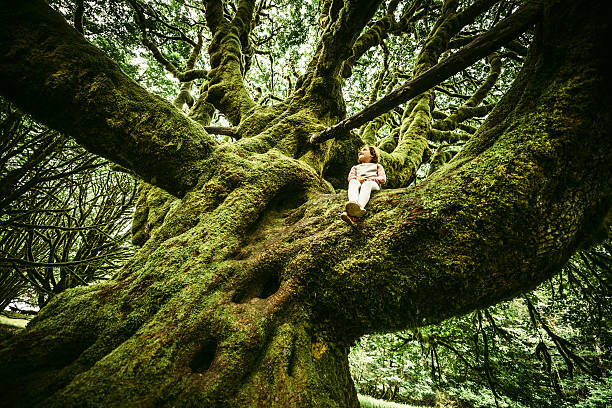 Little Girl Sitting on Centennial Tree Little Girl Sitting on Centennial moss covered Tree at Olympic National Park in Washington State. USA. large stock pictures, royalty-free photos & images
