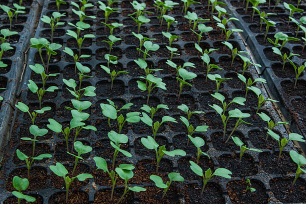 Young seedlings of cauliflower in tray in garden.