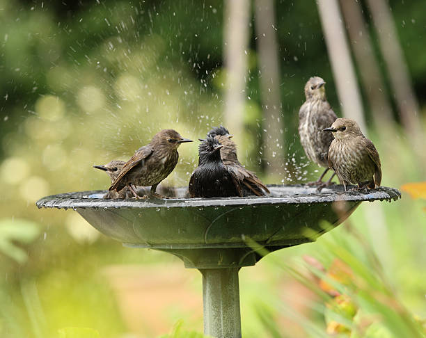 giovane starlings bagno - birdbath foto e immagini stock
