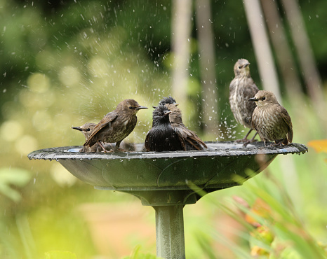 A family of Starlings enjoying a water bath