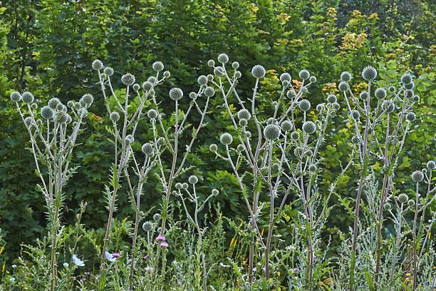 grigio fiori echinops sphaerocephalus. - echinops spaerocephalus foto e immagini stock