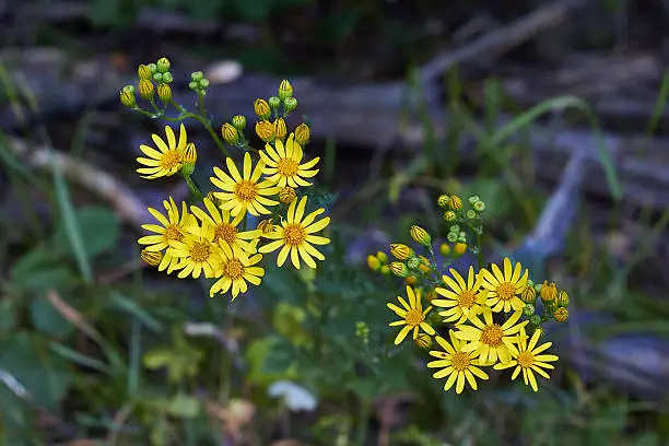 Hieracium murorum yellow flowers in a forest glade.