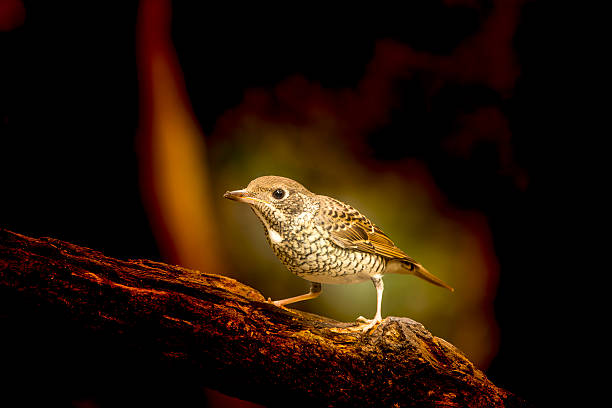 istock Female of white-throated rock thrush (Monticola gularis) 505230028