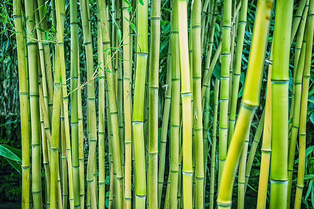 scanalatura in bambù - golden bamboo foto e immagini stock