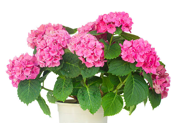 istock pink  hortensia flowers 505230368