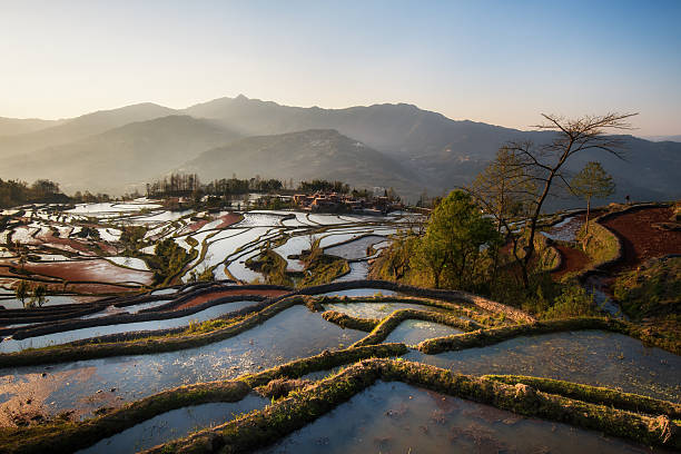 istock sunset at rice terrace Yuan Yang China 505230459