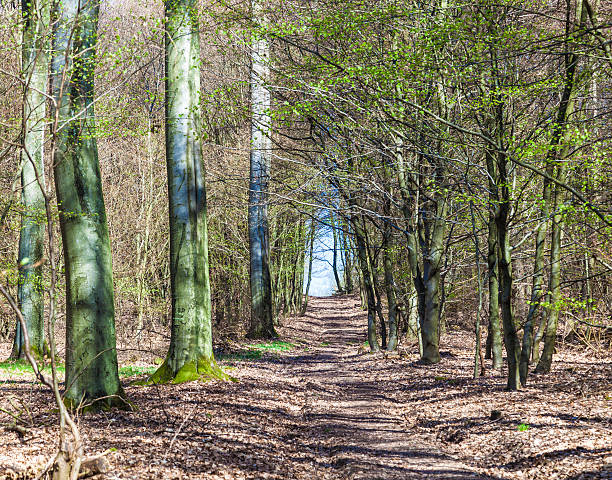 beautiful trees in the forest beautiful trees in the wild forest with a small trail tiefenbach stock pictures, royalty-free photos & images