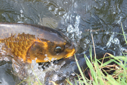 Feeding some large common carp / mirror carp / ghost koi and koi in a pond / small lake.  The photo shows these friendly and very hungry brown fish eating wholemeal bread and splashing around in a frenzy, jumping out of the water as they compete for the food.