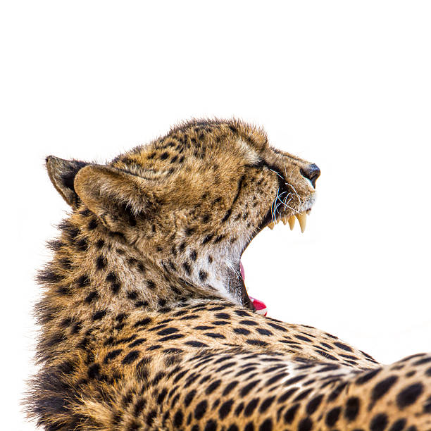 Photography in the zoo