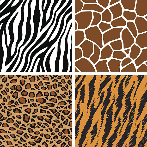 illustrazioni stock, clip art, cartoni animati e icone di tendenza di set di animali-giraffa, leopardo, tigre, zebra pattern senza bordi - pezzatura