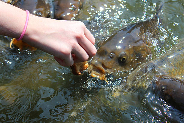 Photo showing a girl hand feeding some large common carp / mirror carp / ghost koi and koi in a pond / small lake.  These friendly and very hungry brown fish are pictured eating wholemeal bread and splashing around in a frenzy, jumping out of the water as they compete for the food that she is holding in her fingers.