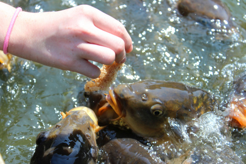 Photo showing a girl hand feeding some large common carp / mirror carp / ghost koi and koi in a pond / small lake.  These friendly and very hungry brown fish are pictured eating wholemeal bread and splashing around in a frenzy, jumping out of the water as they compete for the food that she is holding in her fingers.