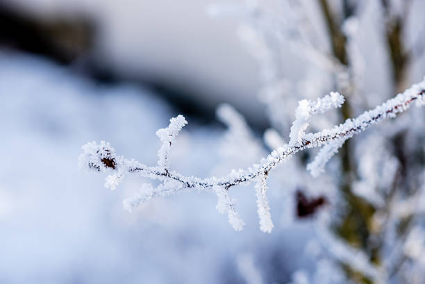 istock Frozen plant in winter 505231662